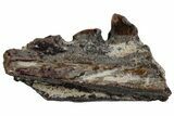 Triassic Fossil Synapsid (Dimetrodon) Jaw Section - Texas #315726-1